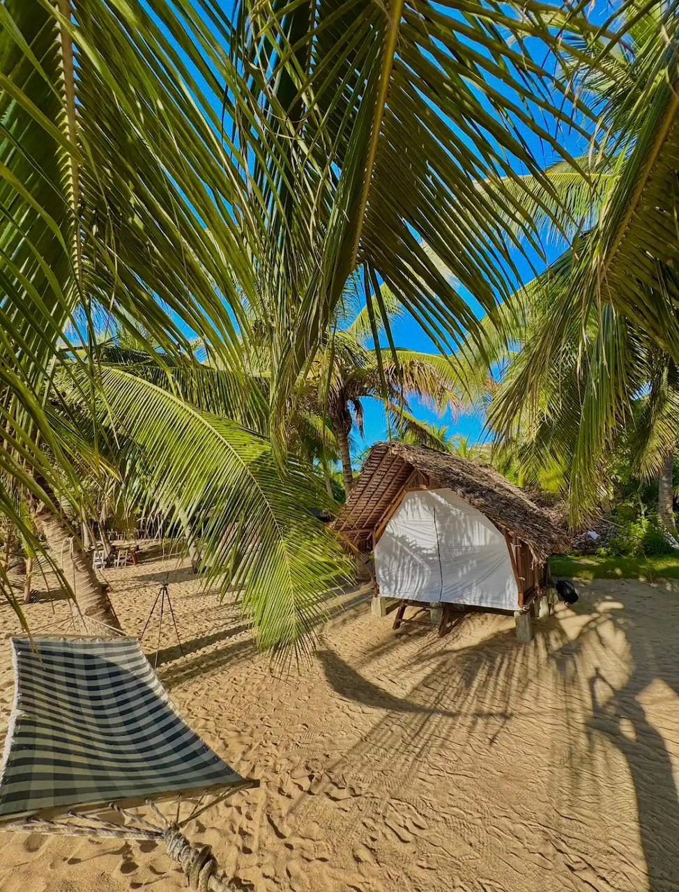 Palm trees